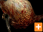 Fast Headcrab
